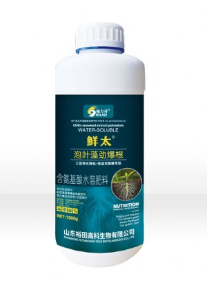 泡叶藻劲爆根