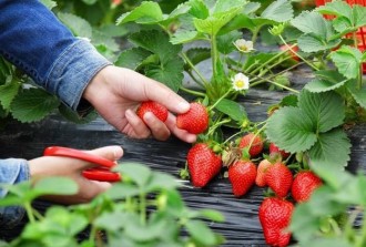种植草莓的客户案例