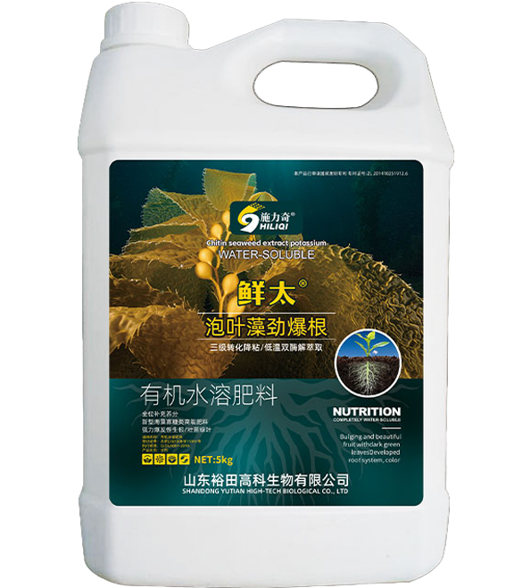 泡叶藻劲爆根