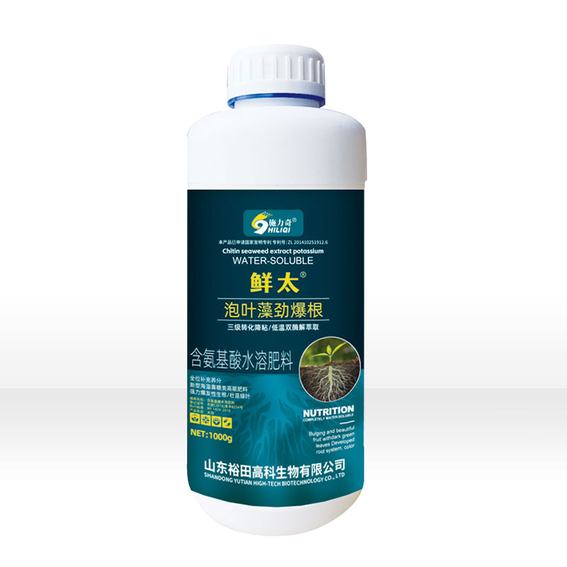 泡叶藻劲爆根