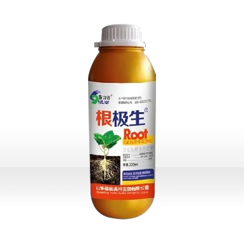 根极生