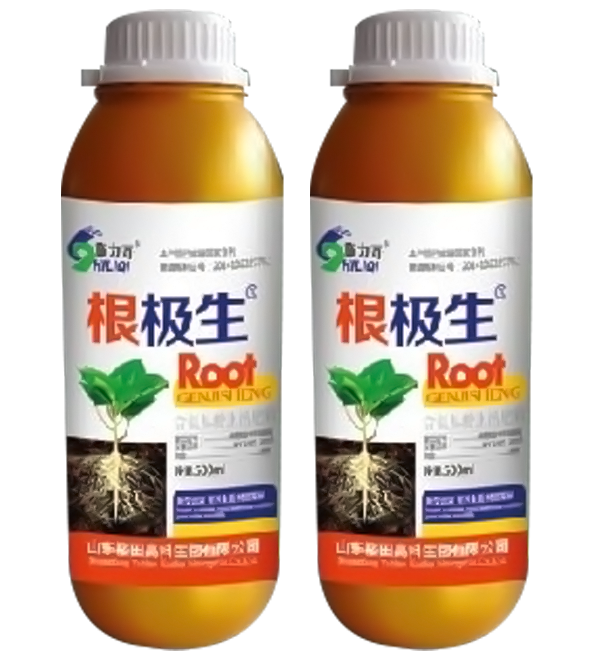根极生