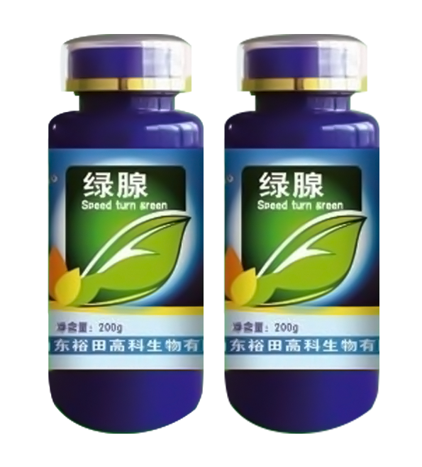 绿腺